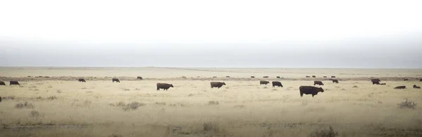 Панорамный Снимок Коров Ферме Колорадо Канзас Оклахома Миссури — стоковое фото