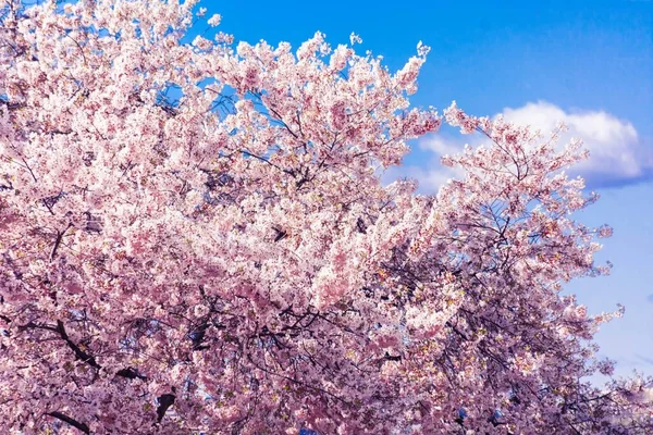 Las Flores Nacionales Cerezo Washington — Foto de Stock