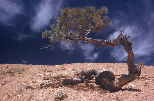 Одинокая Поврежденная Сосна Пустынном Районе Голубым Небом Заднем Плане — стоковое фото
