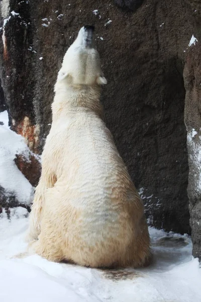 Vertical Closeup Polar Bear Surrounded Rocks Snowfall Hokkaido Japan — Stock Photo, Image