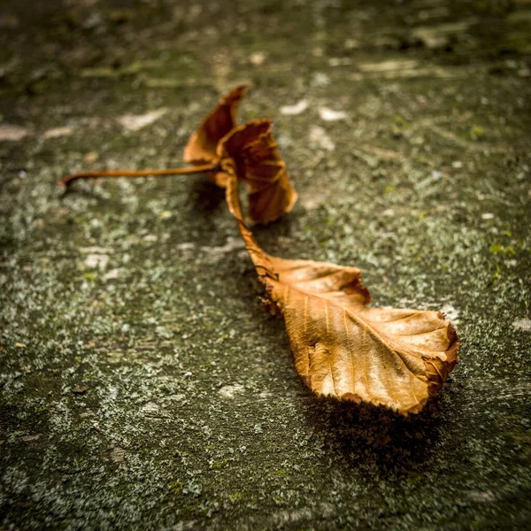 Gros Plan Feuilles Sèches Sur Sol Sous Les Lumières Refroidir — Photo