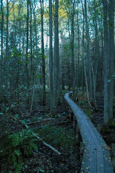 一张美丽的木板路的照片穿过森林中的高大的树木 完美的背景 — 图库照片