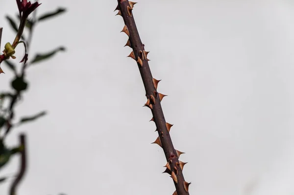 Closeup Branch Thorns Sunlight Blurry Background — Stock Photo, Image