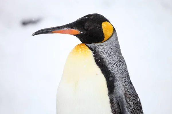 Detailní Záběr Bočního Profilu Tučňáka Královského Pod Slunečním Světlem Během — Stock fotografie