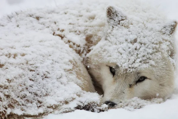 Zbliżenie Sennego Alaskan Tundra Wilka Pokrytego Śniegiem Hokkaido Japonii — Zdjęcie stockowe