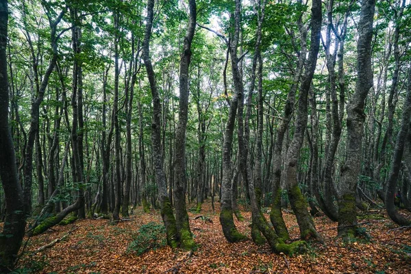 Неймовірний Зелений Глибокий Ліс Вигнутими Деревами Опале Листя Гілки — стокове фото