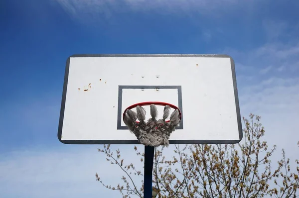 Ein Niedriger Blickwinkel Auf Einen Basketballkorb Umgeben Von Bäumen Unter — Stockfoto