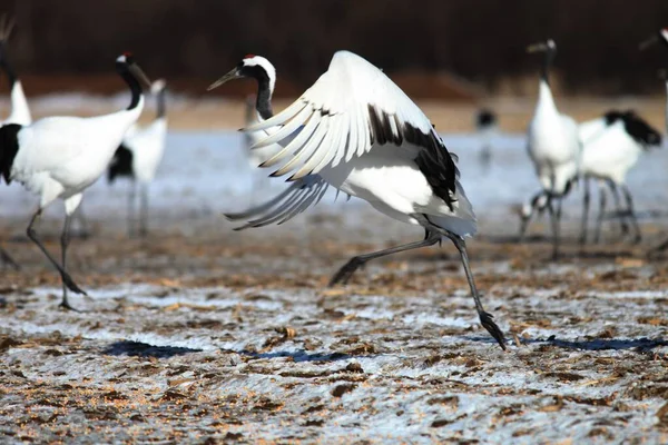 Una Grúa Cuello Negro Aterrizando Suelo Cubierta Nieve Hokkaido Japón — Foto de Stock