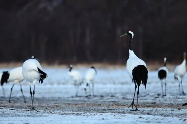 Gruppo Gru Collo Nero Piedi Sul Terreno Ricoperto Neve Hokkaido — Foto Stock