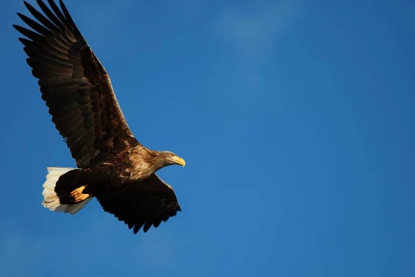 Ein Niedriger Blickwinkel Auf Einen Seeadler Der Unter Dem Sonnenlicht — Stockfoto