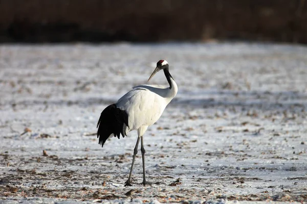 Una Grúa Cuello Negro Pie Suelo Cubierta Nieve Hokkaido Japón — Foto de Stock