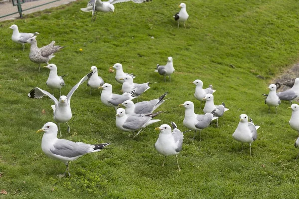 Flock White Gray Seagulls Perched Grass — Stock Photo, Image