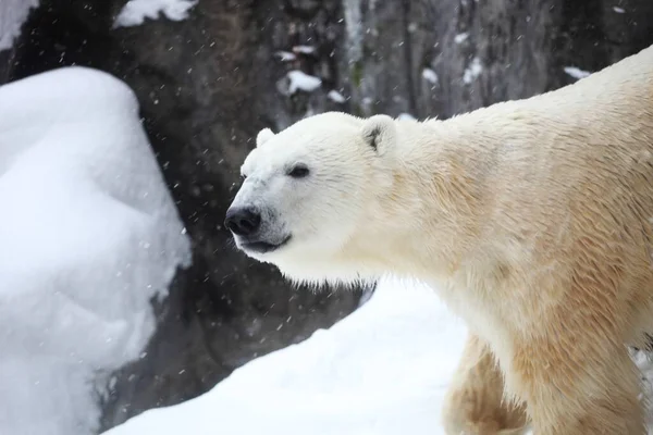 Primer Plano Oso Polar Pie Sobre Las Rocas Cubiertas Nieve —  Fotos de Stock