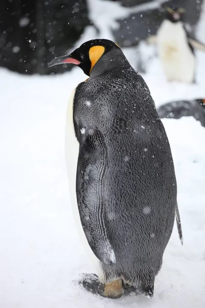 Primer Plano Vertical Pingüino Rey Parado Suelo Cubierto Nieve Hokkaido — Foto de Stock