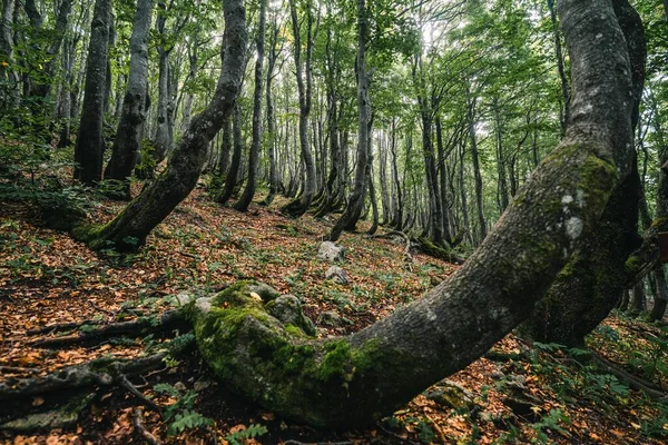 曲がった木 倒れた葉と広い枝を持つ信じられないほどの緑深い森 — ストック写真