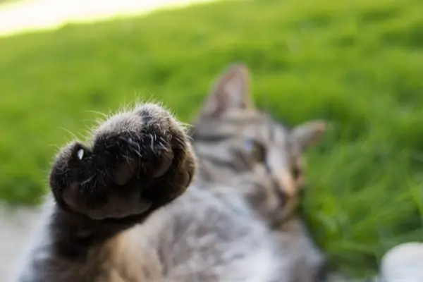 Selective Focus Shot Cute Kitten Paw Field — Stock Photo, Image