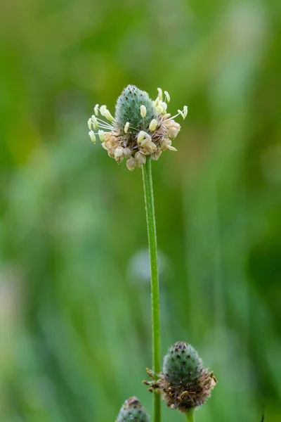 Blütenstand Blütenkopf Von Mediterranen Hasen Fußwegerich Plantago Lagopus Wegesrand Entlang — Stockfoto