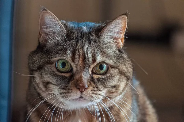 Egy Csíkos Házi Macska Közelsége Fények Alatt Homályos Háttérrel — Stock Fotó