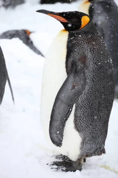 Vertical Closeup King Penguin Standing Ground Covered Snow Hokkaido Japan — Stock Photo, Image