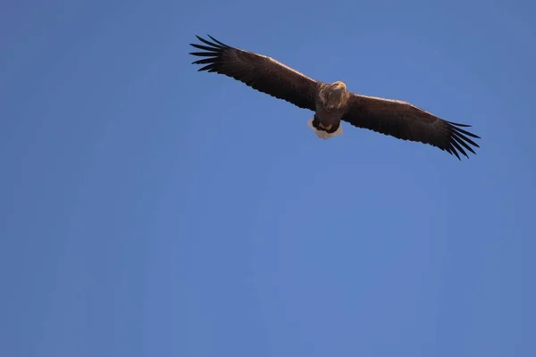 Una Vista Ángulo Bajo Águila Cola Blanca Volando Bajo Luz — Foto de Stock