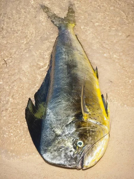 Tiro Vertical Peixe Mahi Mahi Areia República Dominicana — Fotografia de Stock