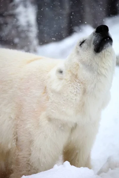 Close Vertical Urso Polar Cercado Pelas Rochas Durante Queda Neve — Fotografia de Stock