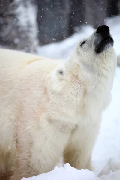 北海道の雪の中 岩肌に囲まれたホッキョクグマの垂直接近 — ストック写真