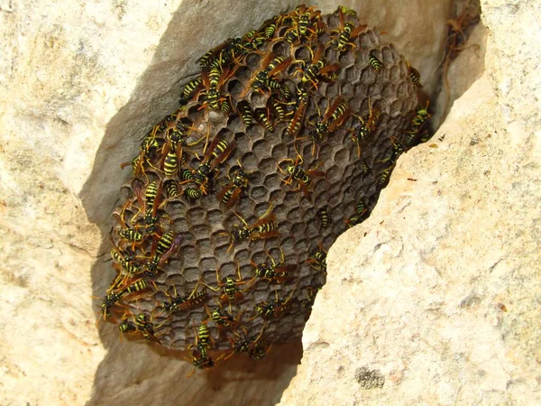 A closeup shot of a bee nest of Paper Wasps in Maltese Islands, Malta