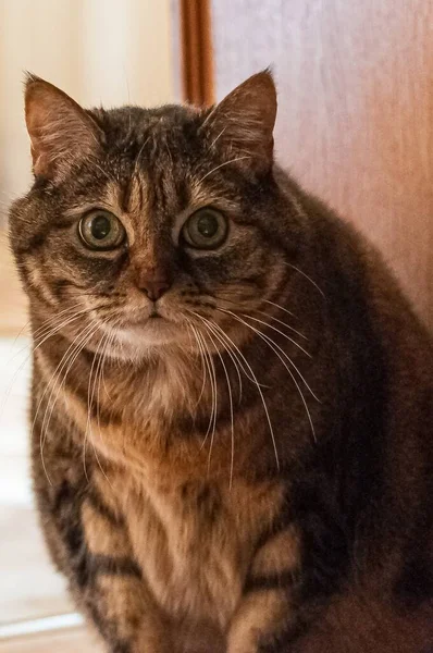 Vertical Closeup Domestic Cat Standing Floor Lights Blurry Background — Stock Photo, Image