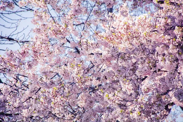 Las Flores Nacionales Cerezo Washington — Foto de Stock