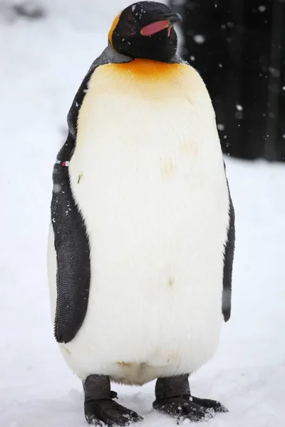 Вертикальный Крупный План Пингвина Стоящего Земле Покрытой Снегом Хоккайдо Япония — стоковое фото