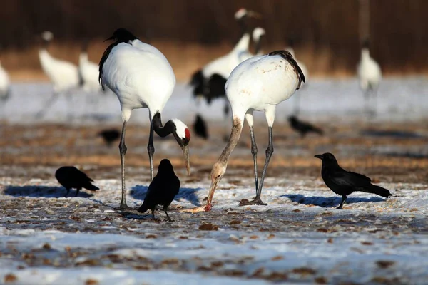 Dos Grúas Cuello Negro Comiendo Pescado Muerto Suelo Cubierto Nieve — Foto de Stock