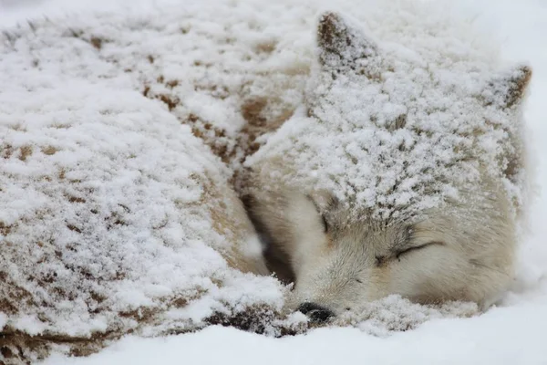 Een Closeup Van Een Slaperige Alaskan Tundra Wolf Bedekt Met — Stockfoto