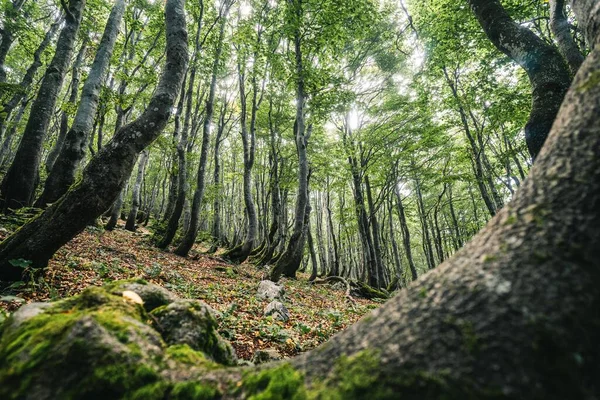 Incredible green deep forest with bent trees, fallen leaves and wierd branches.