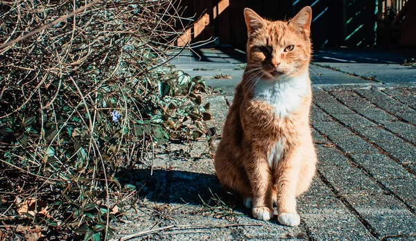 Schöne Aufnahme Einer Straßenkatze Die Auf Betonboden Sitzt — Stockfoto