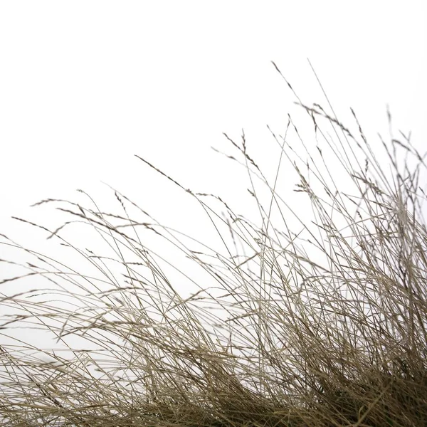 澄んだ空の下で畑で成長している植物のクローズアップショット 背景に最適です — ストック写真