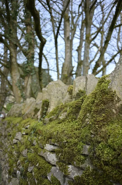Eine Vertikale Nahaufnahme Von Grünem Moos Das Den Felsen Wächst — Stockfoto