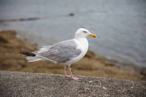 Närbild Vit Mås Som Står Sten Nära Sjön — Stockfoto