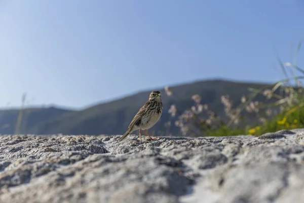 Pequeño Pájaro Posado Una Roca Playa Día Verano Con Cielo —  Fotos de Stock