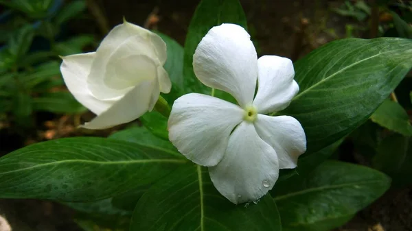 Closeup Shot Beautiful White Plumeria Flower Green Background — Stock Photo, Image