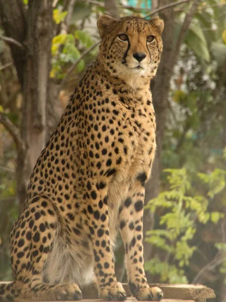 Piękny Gepard Gniewnym Spojrzeniem Ciągu Dnia — Zdjęcie stockowe