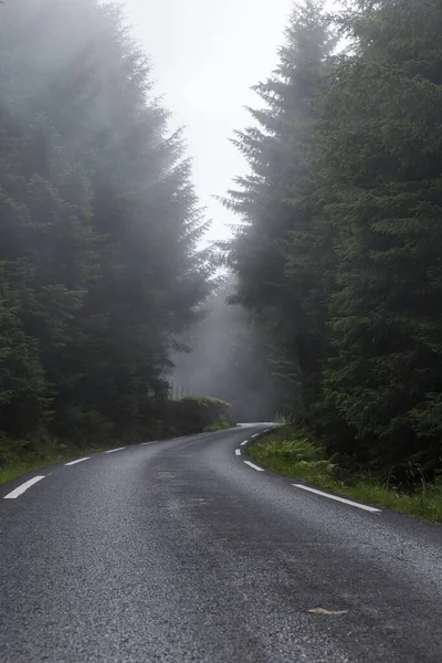 Дорога Которая Проходит Через Сосновый Лес Окутанный Туманом — стоковое фото