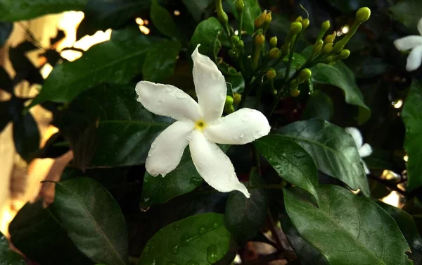 Tiro Close Uma Bela Flor Plumeria Branca Fundo Folhoso Verde — Fotografia de Stock