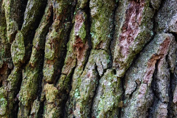 Een Close Shot Van Een Boom Bedekt Met Het Mos — Stockfoto