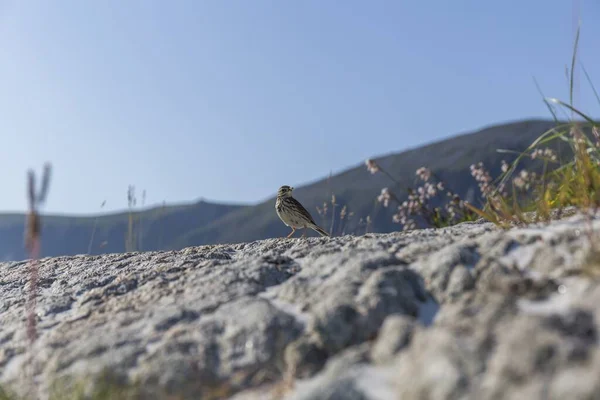 Pequeno Pássaro Empoleirado Uma Rocha Praia Dia Verão Com Céu — Fotografia de Stock