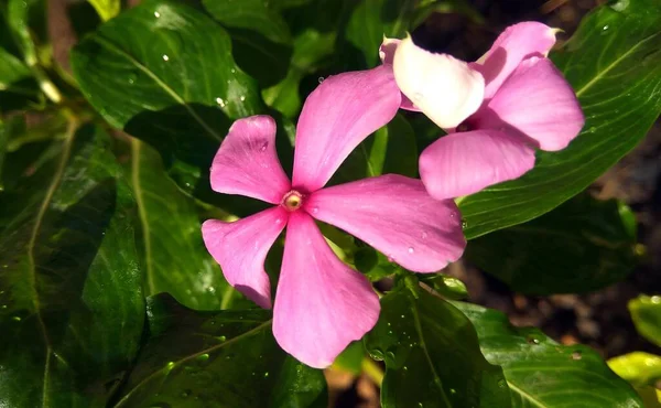 Tiro Close Uma Bela Flor Plumeria Rosa Fundo Folhoso Verde — Fotografia de Stock