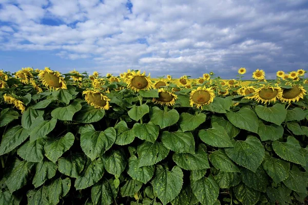 Beautiful Shot Sunflower Field Blue Cloudy Sky — Stock Photo, Image