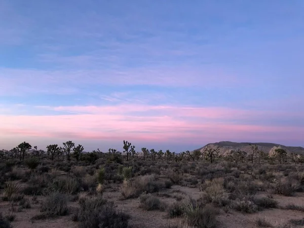 夕暮れ時の砂漠の中のジョシュアの木の美しい景色 — ストック写真