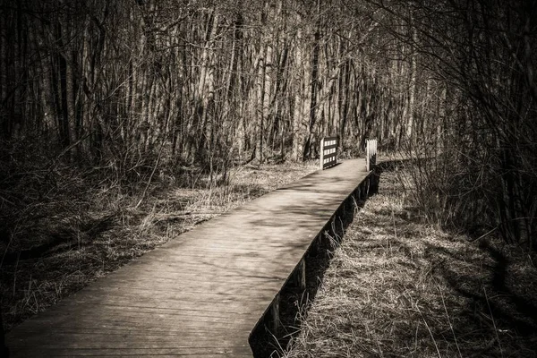 Greyscale Shot Narrow Pathway Surrounded Trees — Stock Photo, Image