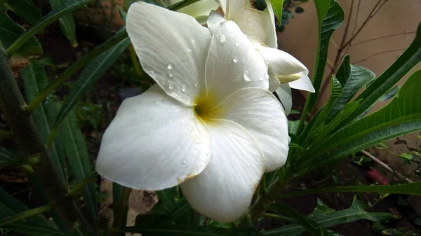 Primer Plano Una Hermosa Flor Mandevilla Sobre Fondo Verde —  Fotos de Stock